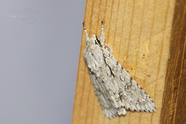 Acronicta aceris - vadgesztenye-szigonyosbagoly