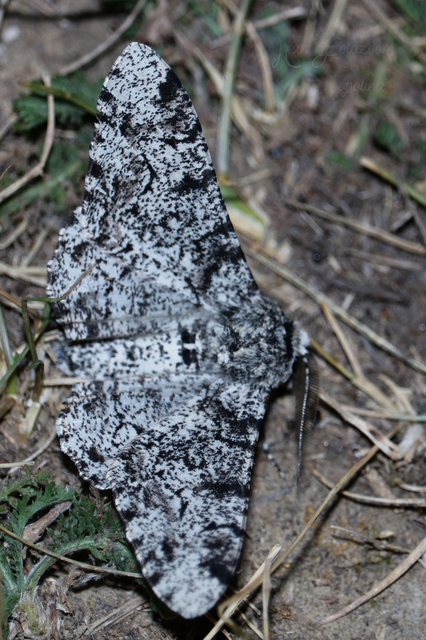 Biston betularia - szürkepettyes araszoló