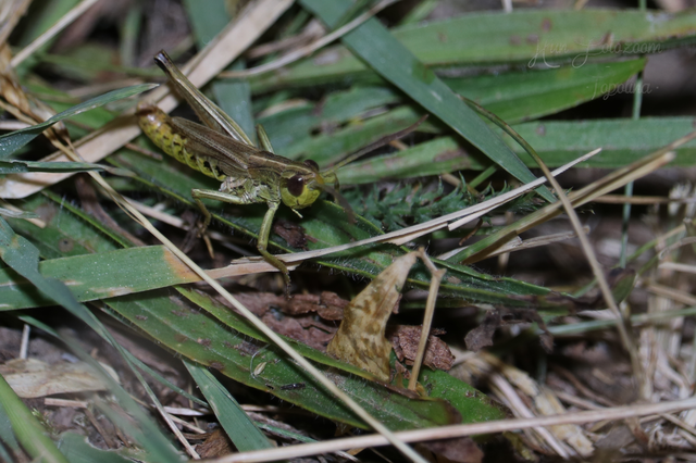 Pseudochorthippus parallelus - közönséges rétisáska