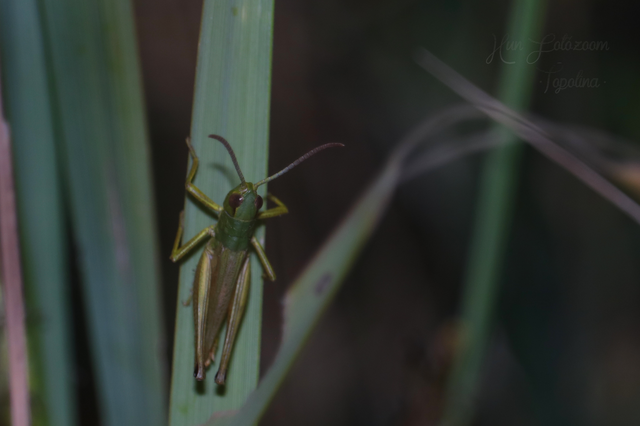 Pseudochorthippus parallelus - közönséges rétisáska
