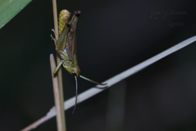 Pseudochorthippus parallelus - közönséges rétisáska