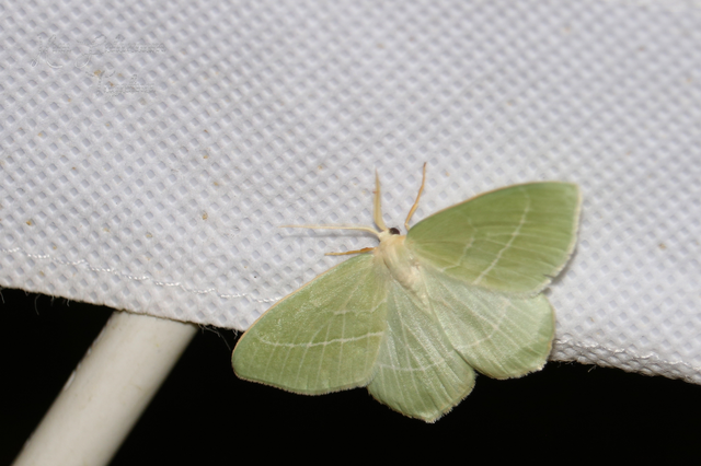 Hemistola chrysoprasaria - kékes zöldaraszoló
