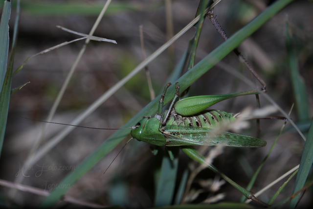 Decticus verrucivorus - szemölcsevő szöcske
