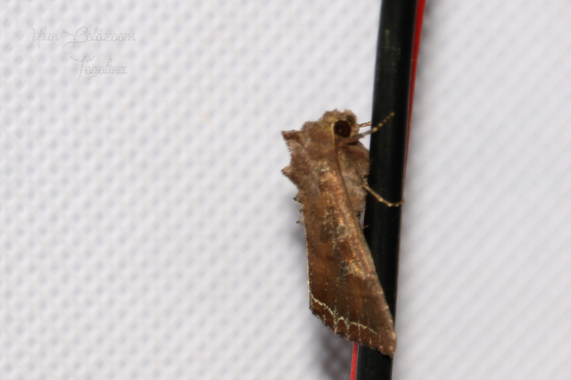 Lacanobia oleracea - saláta-kertibagoly