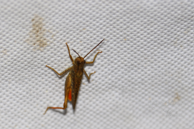 Chorthippus (Glyptobothrus) (subgenus)