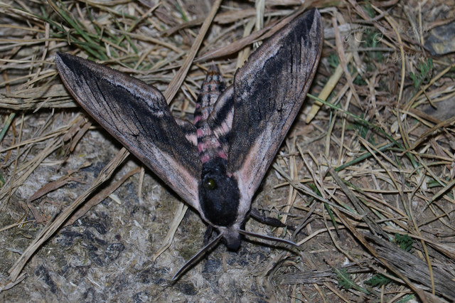 Sphinx ligustri - fagyalszender