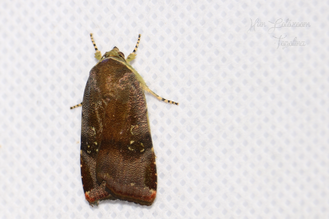 Noctua janthe/janthina
