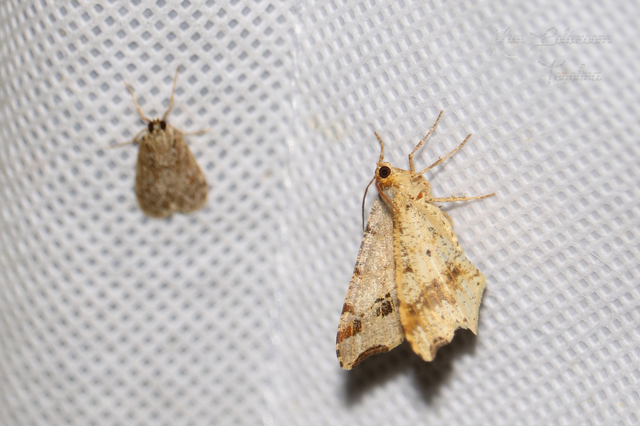 Macaria alternata - közönséges szürkearaszoló