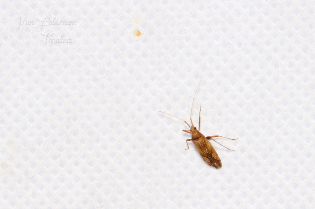 Phytocoris