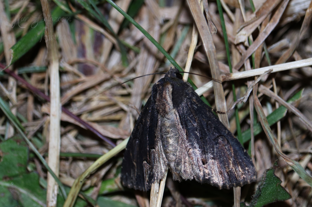 Dypterygia scabriuscula - szurokbarna nyáribagoly
