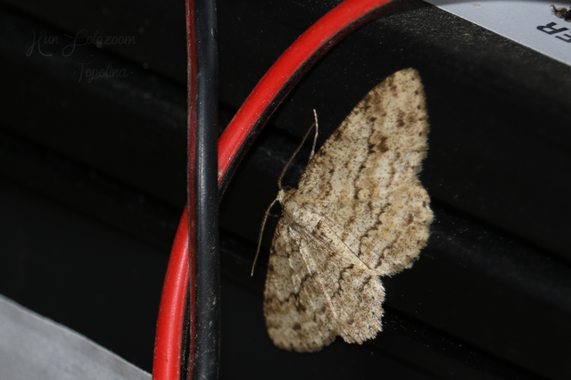 Ectropis crepuscularia - avararaszoló