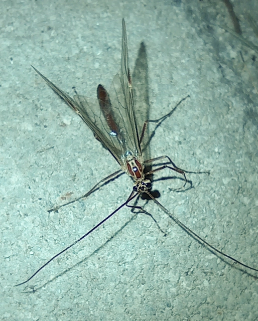 Ophion obscuratus