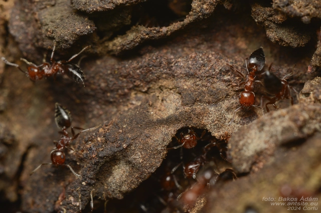 Crematogaster schmidti - vörös szívhangya