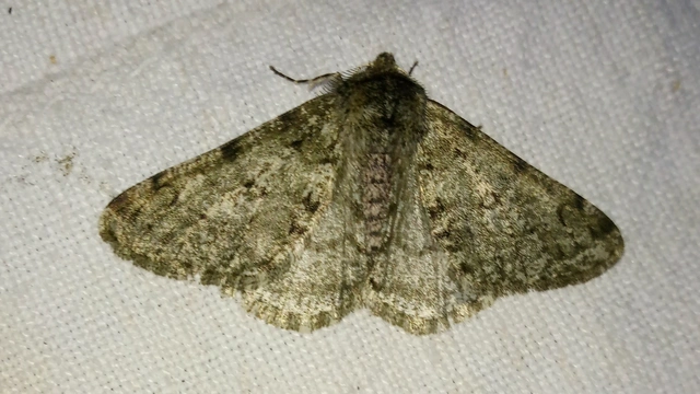 Apocheima pilosaria - zöldes tavasziaraszoló