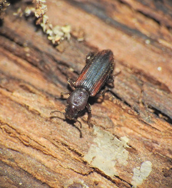 Bothrideres bipunctatus - szívnyakú humuszbogár