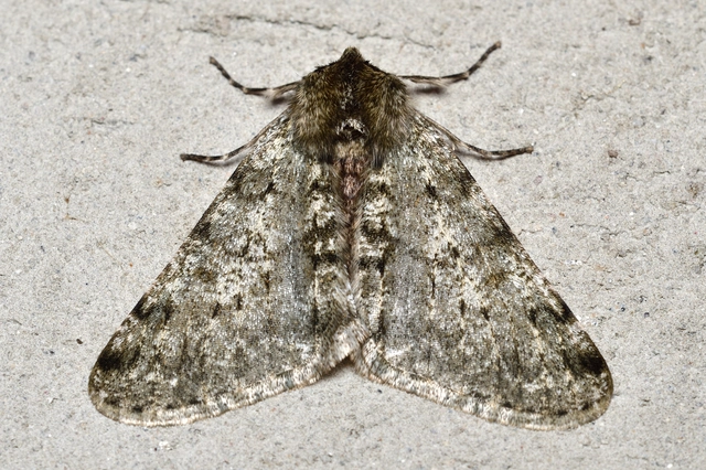 Apocheima pilosaria - zöldes tavasziaraszoló