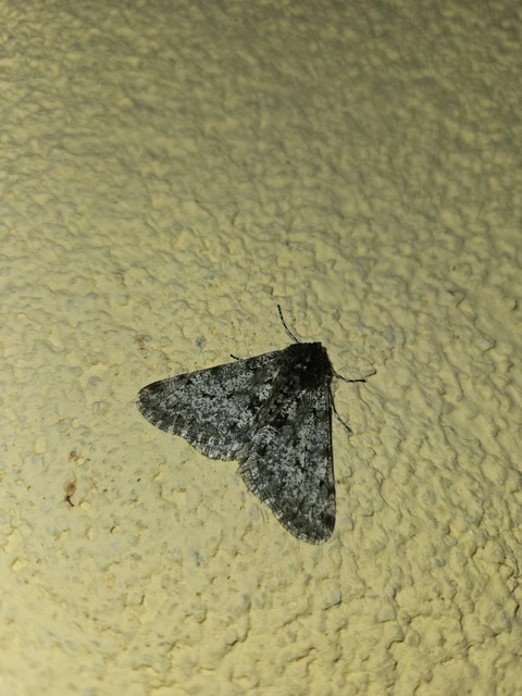 Apocheima pilosaria - zöldes tavasziaraszoló