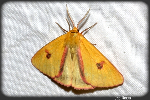 Diacrisia sannio - vörösszélű medvelepke