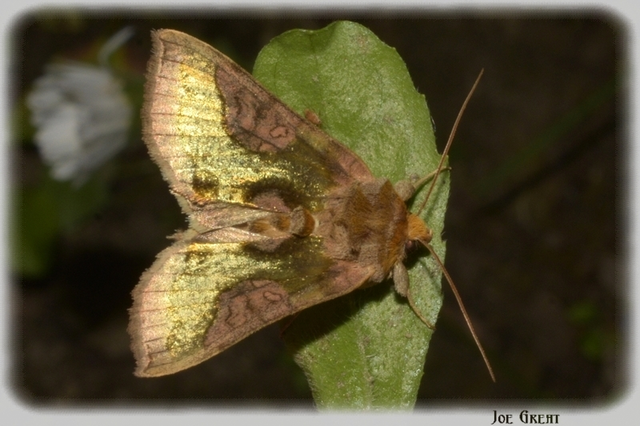 Diachrysia stenochrysis - rejtőző aranybagoly