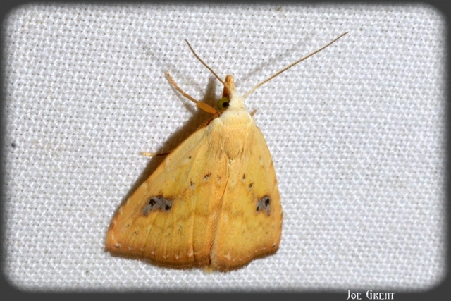 Rivula sericealis - selymes lórombagoly