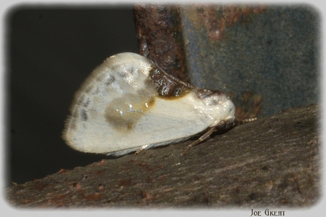 Cilix glaucata - törpe sarlósszövő