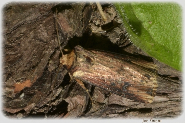 Axylia putris - vonalkás földibagoly