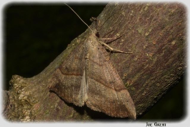 Hypena proboscidalis - ormányos karcsúbagoly