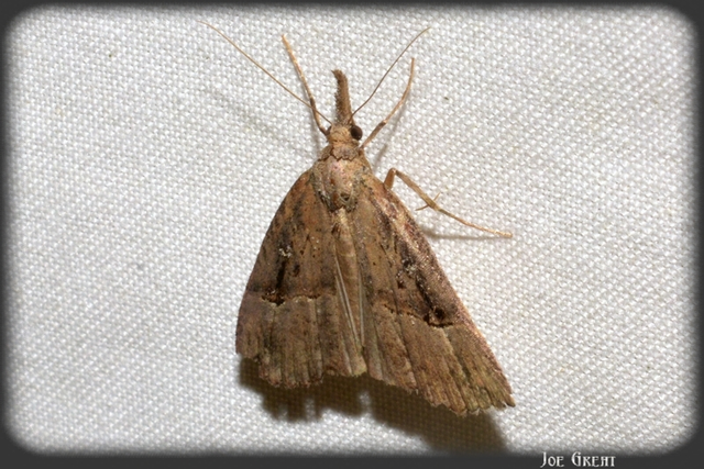 Hypena rostralis - közönséges karcsúbagoly