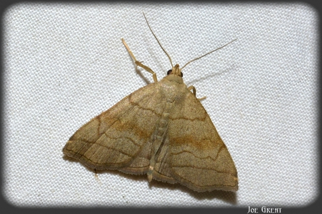 Herminia tarsicrinalis - szőröslábú karcsúbagoly