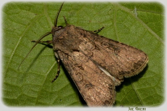Agrotis segetum - vetési földibagoly