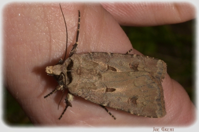 Agrotis exclamationis - felkiáltójeles földibagoly