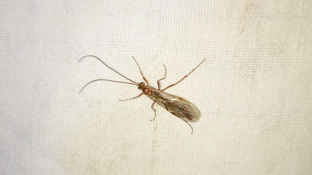 Ophion obscuratus