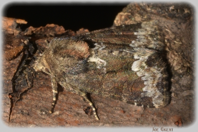 Oligia strigilis - kormos dudvabagoly