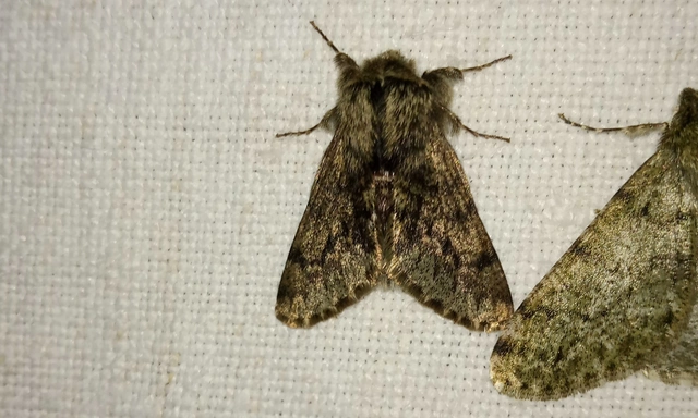 Apocheima hispidaria - borzas tavasziaraszoló