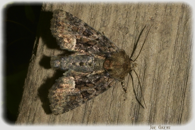 Oligia strigilis/latruncula/versicolor