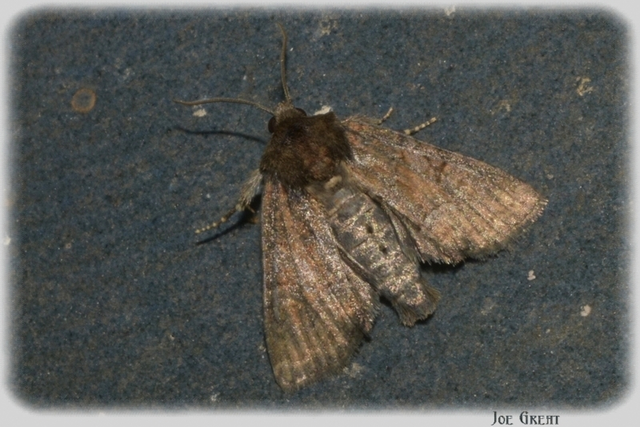 Oligia strigilis/latruncula/versicolor