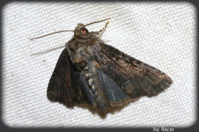 Oligia strigilis/latruncula/versicolor