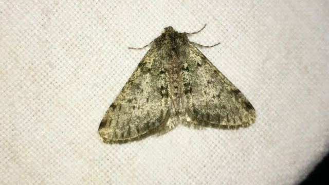 Apocheima pilosaria - zöldes tavasziaraszoló