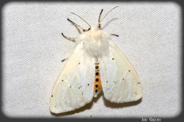 Spilosoma lubricipedum - tejszínű medvelepke
