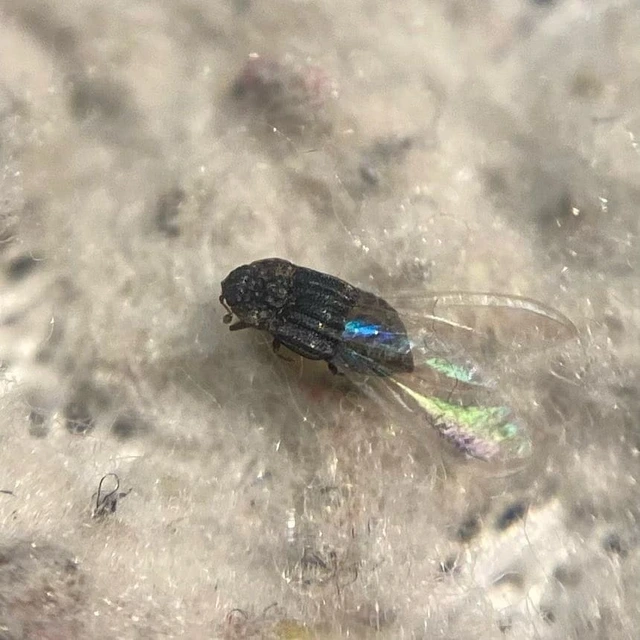 Micropeplus marietti - közönséges bordásholyva