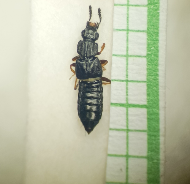Anotylus hybridus - erdei korhóholyva Anotylus hybridus - erdei korhóholyva