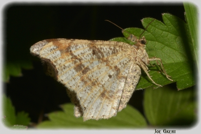 Macaria alternata - közönséges szürkearaszoló