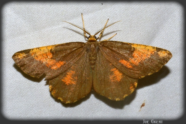 Angerona prunaria - sárga kökényaraszoló
