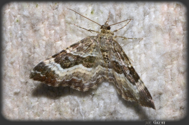 Epirrhoe alternata - galaj-tarkaaraszoló