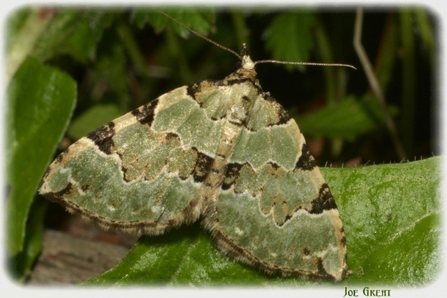 Colostygia pectinataria - zöld levélaraszoló