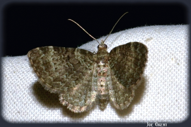 Pasiphila chloerata - hamvas törpearaszoló