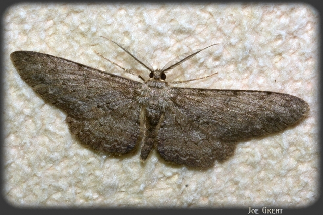 Hypomecis punctinalis - pettyes faaraszoló