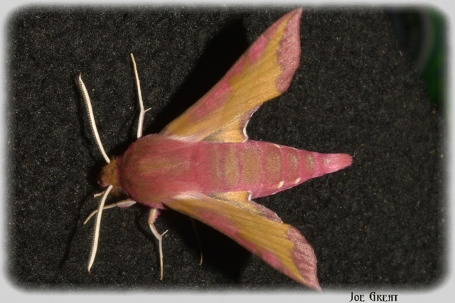 Deilephila porcellus - piros szender