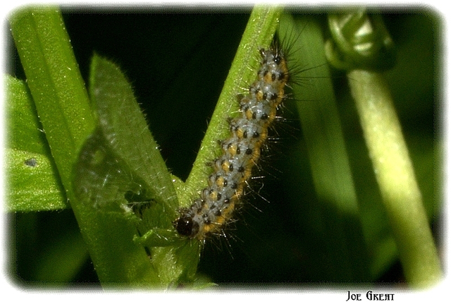 Phragmatobia fuliginosa - füstös medvelepke