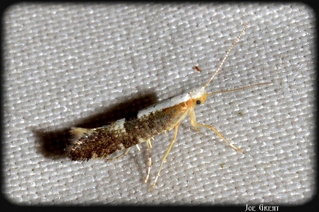 Argyresthia